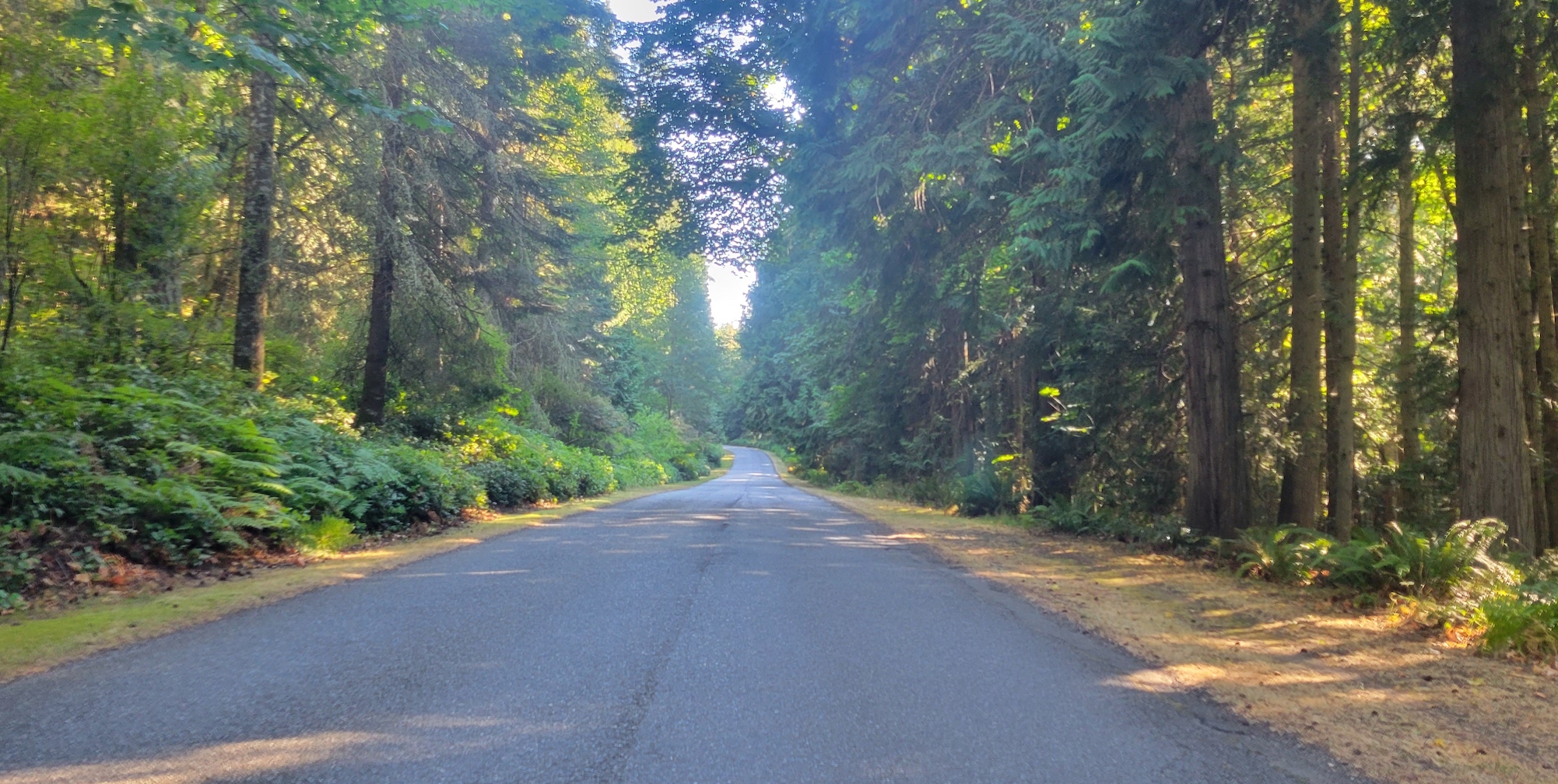 Smooth paved bike path in the Olympic Peninsula