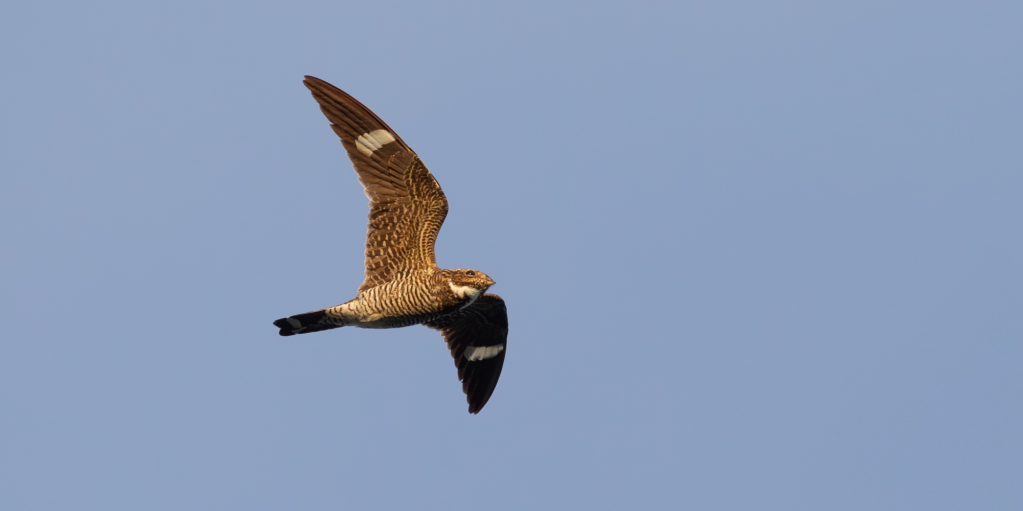 A Nighthawk flying over the salmon river in Idaho.